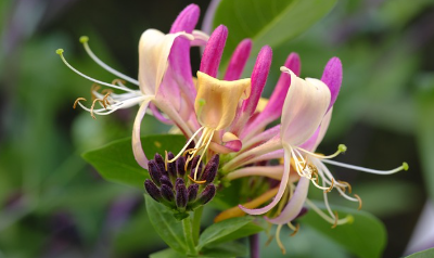 honeysuckle flower