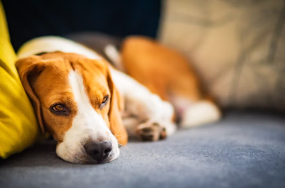 누워있는 강아지