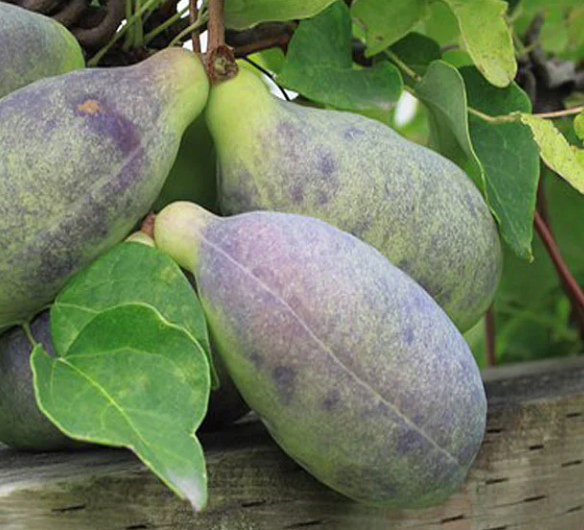 으름 열매 덩굴 나무 효능 부작용