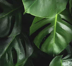 식물성 멜라토닌 영양제 식물성 멜라토닌 효능 추천 부작용