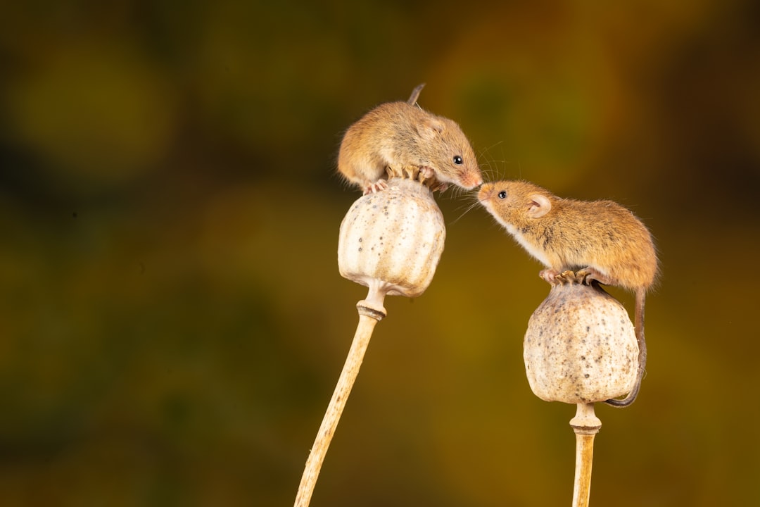 Mouse