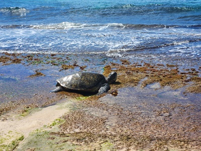 라니아케아비치거북이돌아가는길