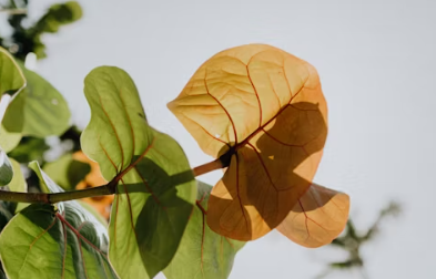 비타민d 부족증상 하루 권장량 많은 음식 효능