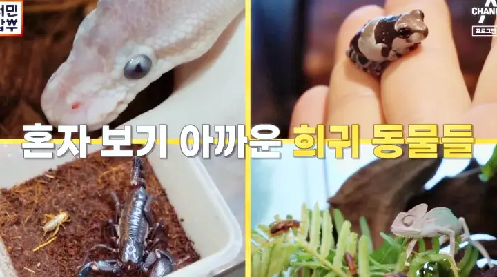 서민갑부 381회 거북 뱀 이구아나 카멜레온 절지류 양서류 파충류 희귀 반려동물 샵 가게 방송 정보