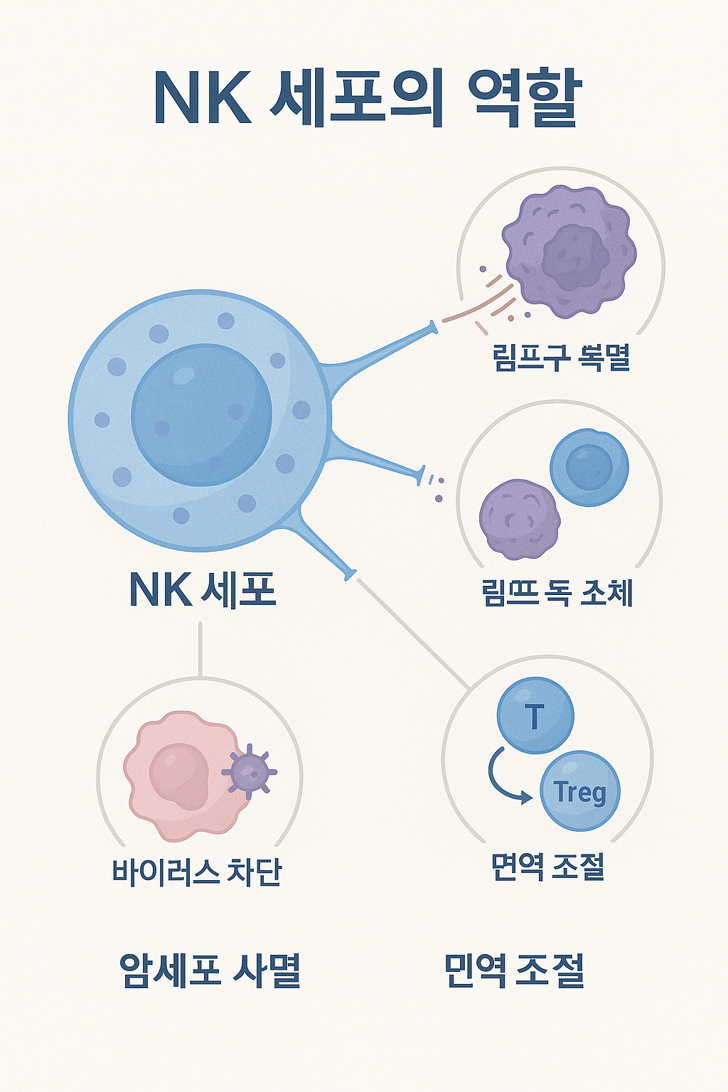 NK세포가 수행하는 암세포 제거, 바이러스 억제, 면역 조절 기능을 설명한 한글 인포그래픽
