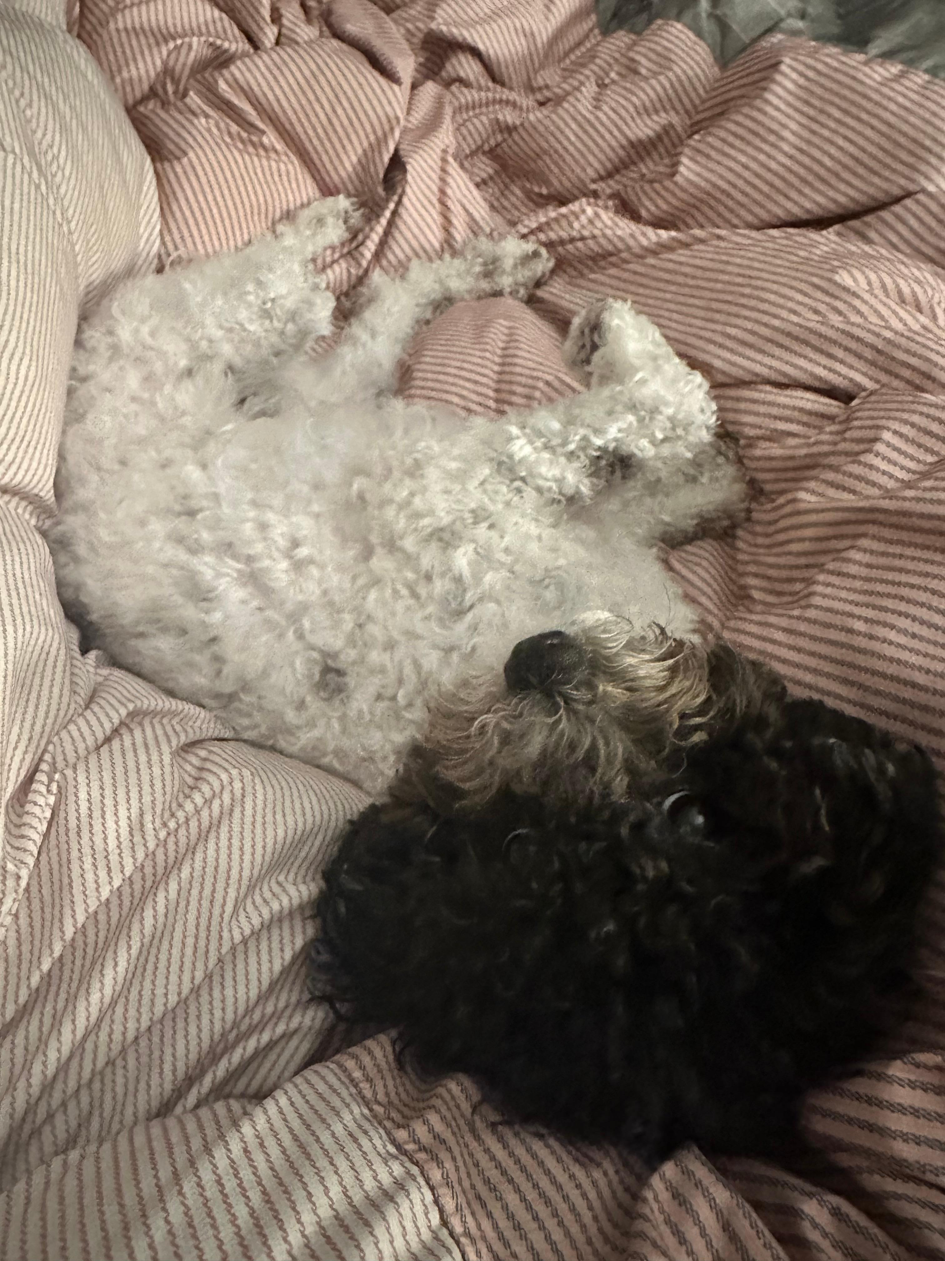 반려견 예방접종 가이드