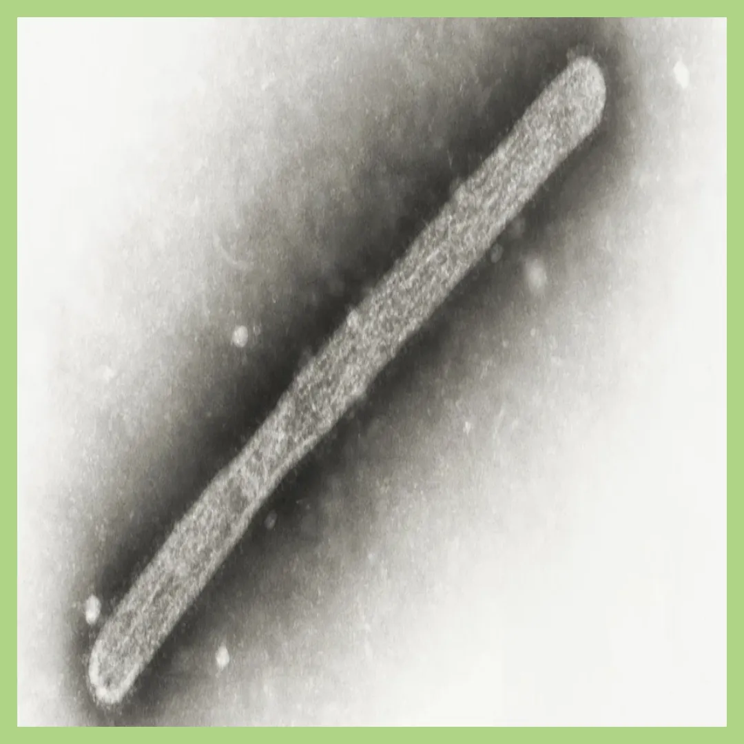 조류 독감 인체감염 인간 감염