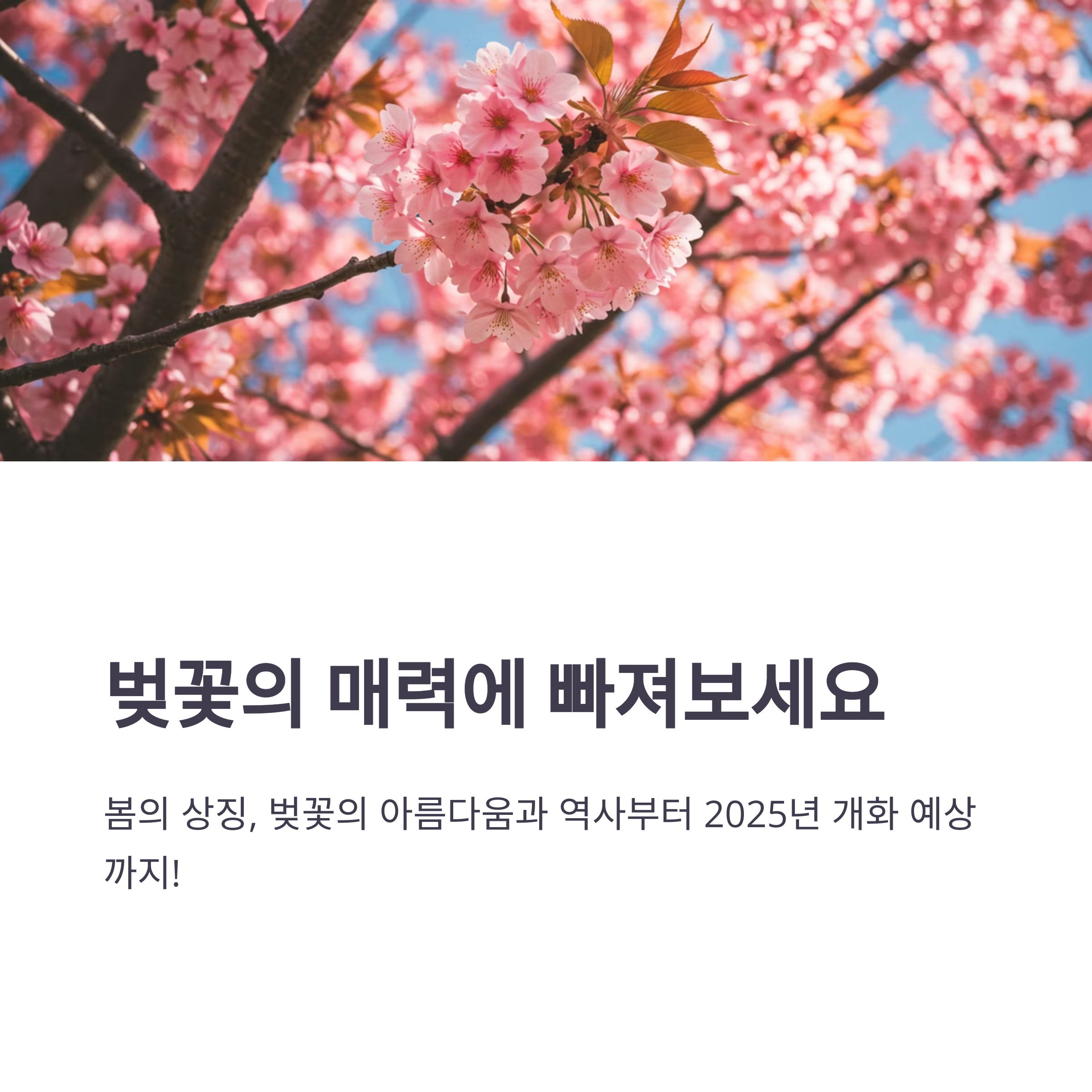 25년 벚꽃 개화시기 예상 일정 명소 추천