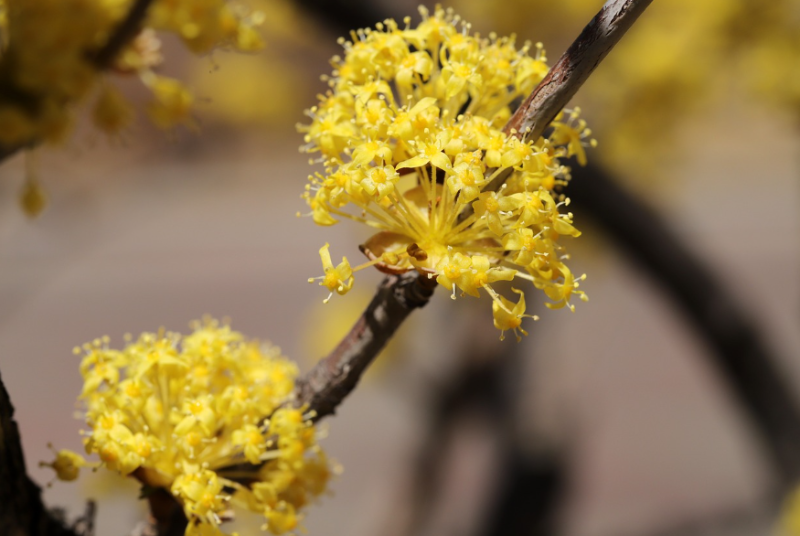 구례 산수유 꽃축제