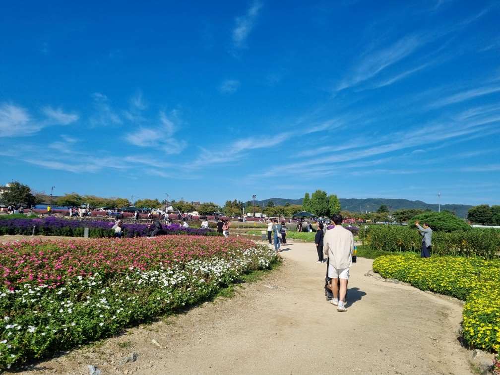첨성대 핑크뮬리