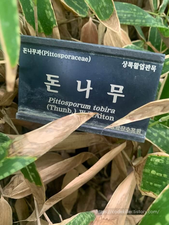 돈나무과 돈나무