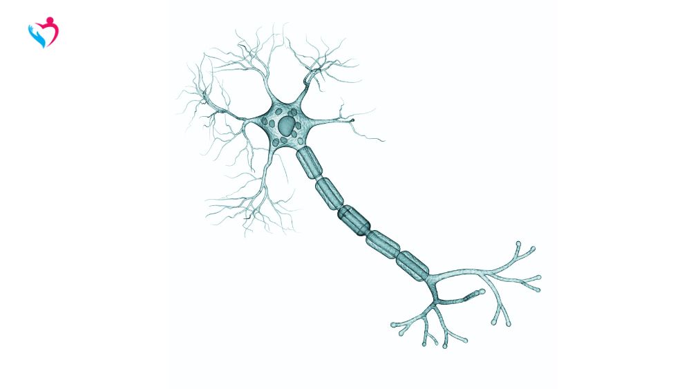 다발성 경화증(MS)이나 시신경척수염 스펙트럼 장애(NMOSD)