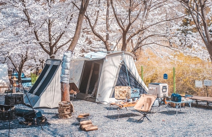 벚꽃 캠핑
