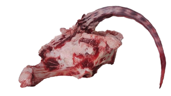 정형하지 않은 꼬리반골 한 마리분