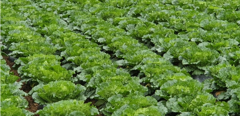 절임배추 추천 Best 3