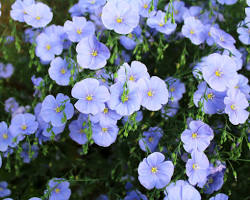 꽃아마 이미지 사진