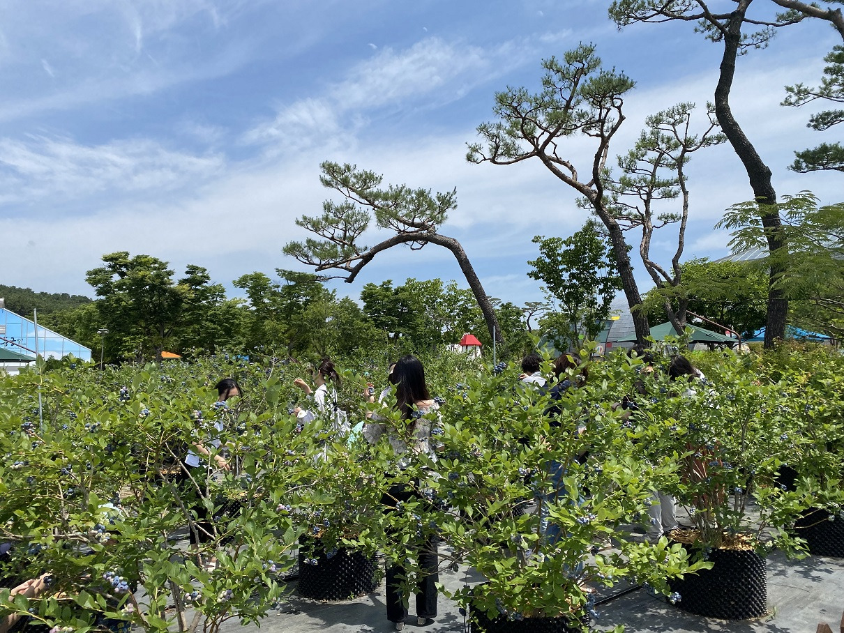경주동궁원 블루베리 체험장 전경