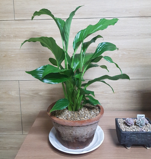 식물 물 주기 실수 (과습, 뿌리 부패, 흙의 수분)