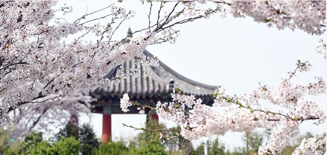 목포 벚꽃 명소