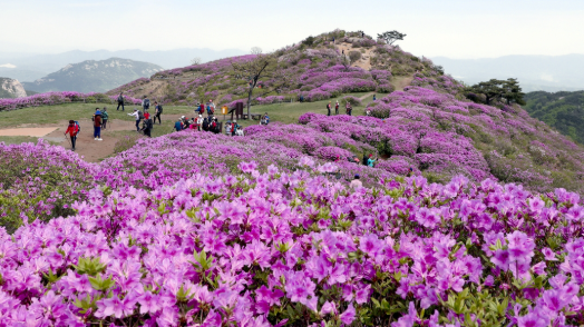 4월 부산 근교 봄축제 TOP 05 데이트 가족나들이 가볼만한곳