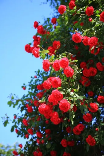 아파트 화단에 핀 5월의 꽃 송엽국 작약 금계국 털개구리미나리_2