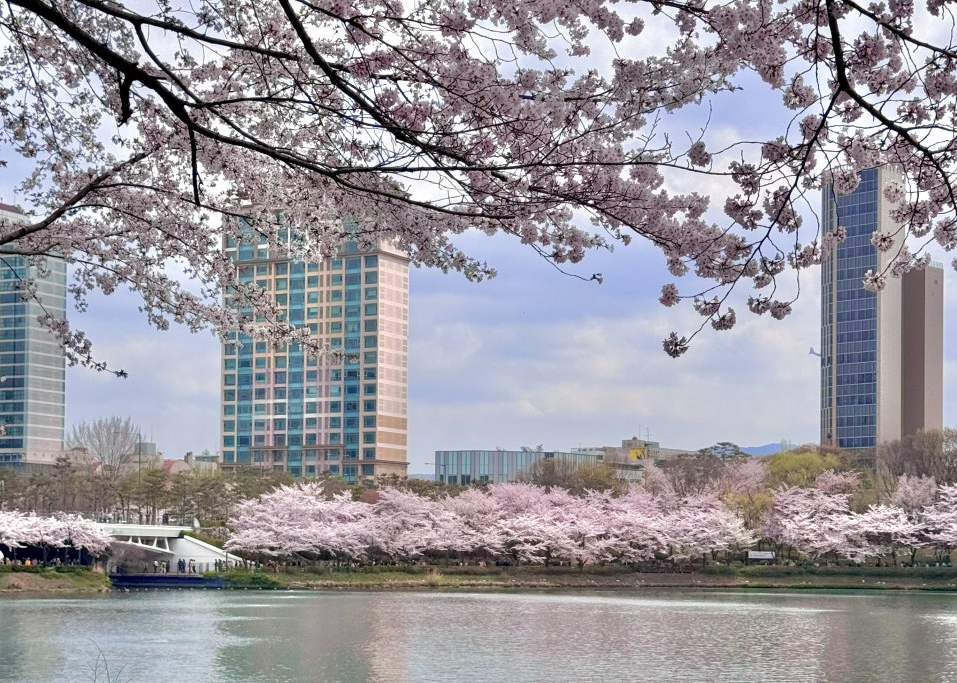 석촌호수 벚꽃