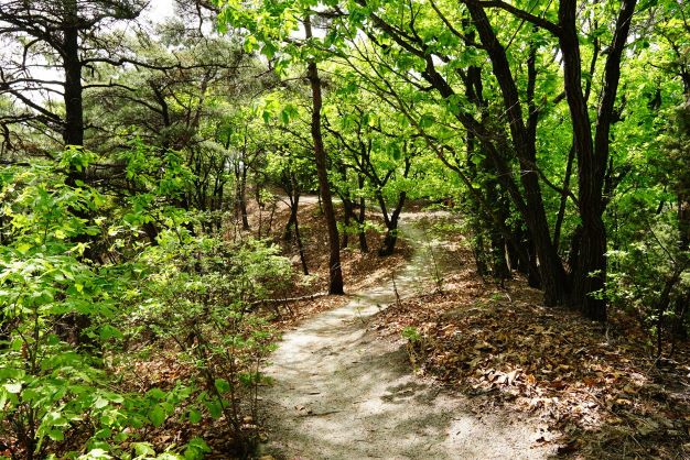 숲속 S커브 흙길