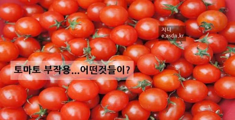 토마토 효능 12가지와 부작용 총정리