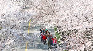 제22회 함양 백운산 벚꽃축제 기본일정과 프로그램 소개