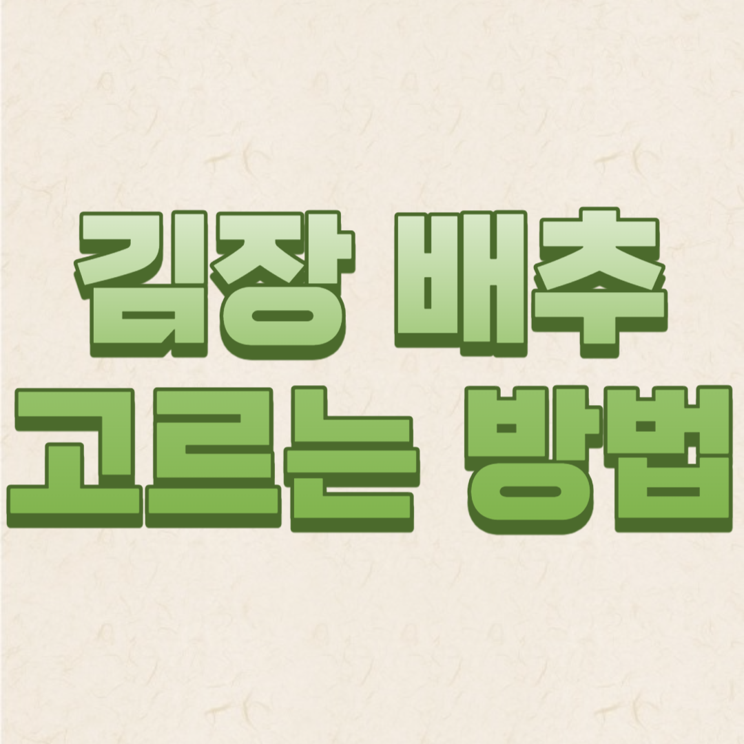 김장 배추 고르는 방법