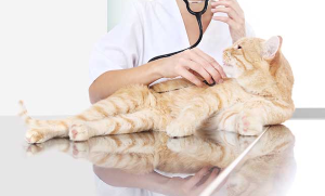 고양이 비대형 심근증 치료법 이미지