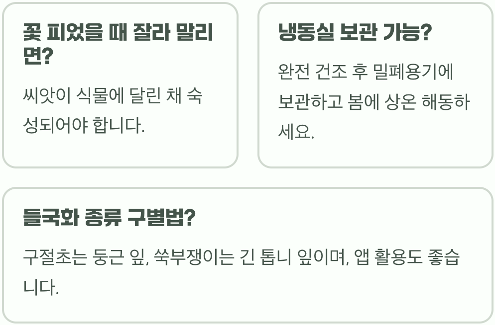 들국화 씨앗 수확과 보관법&amp;#44; 내년을 위해 준비하는 단계별 관리