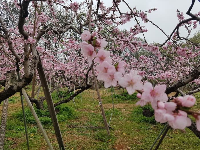 [4월 축제]서울근교 봄꽃 축제❘부천 춘덕산 복숭아꽃 축제❘복숭아꽃 개화가 절정이에요. 맛집 추천