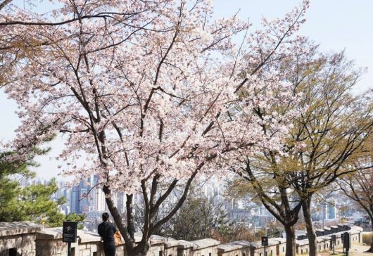 동대문 벚꽃
