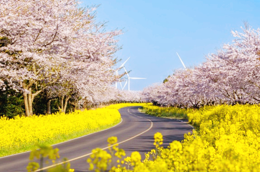 유채꽃 개화시기