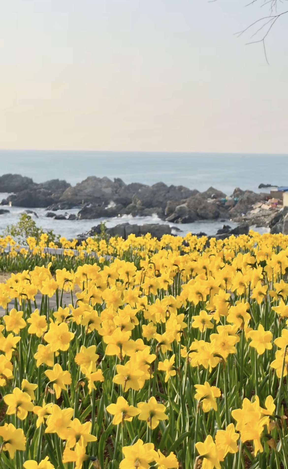 벚꽃 개화시기 4월 7일? 산림청 개화지도로 보는 2026 봄꽃 개화시기 관련사진