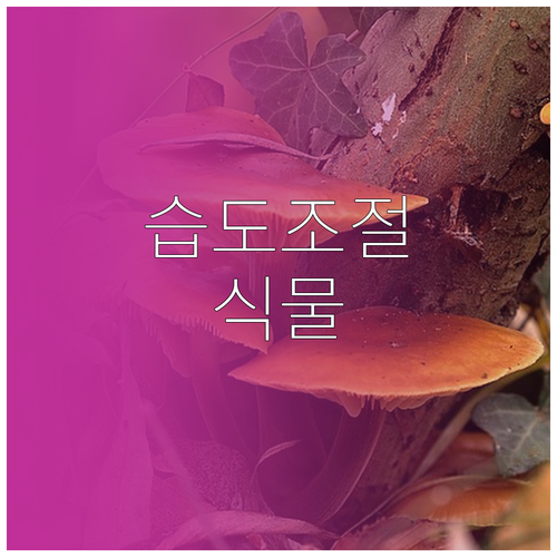 식물로 만드는 쾌적한 공간: 습도 조..