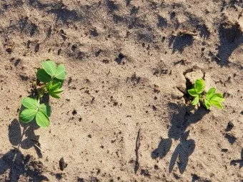 땅콩 심는 시기 수확시기 모종 파종_20