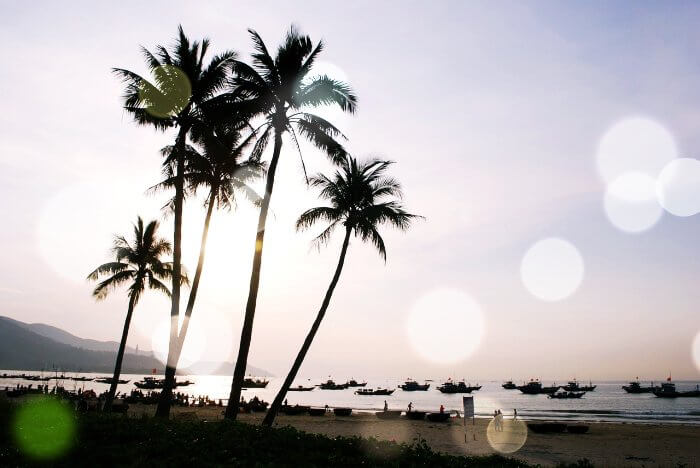 해변가에-있는-야자수