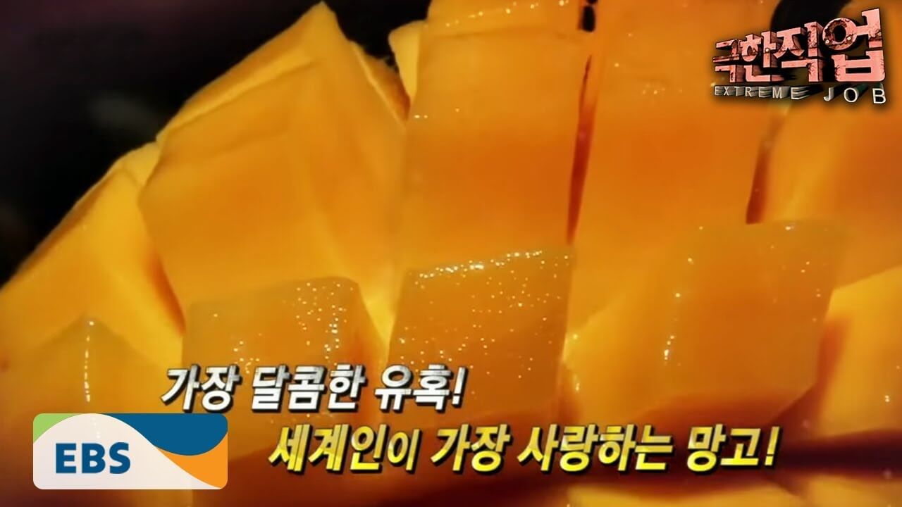 EBS ‘극한직업’ 대왕 망고 구매하기