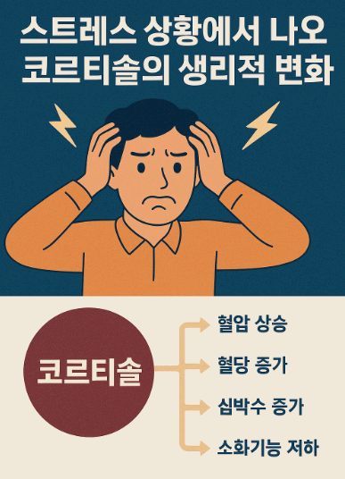 코르티솔의 생리적 변화 관련 사진