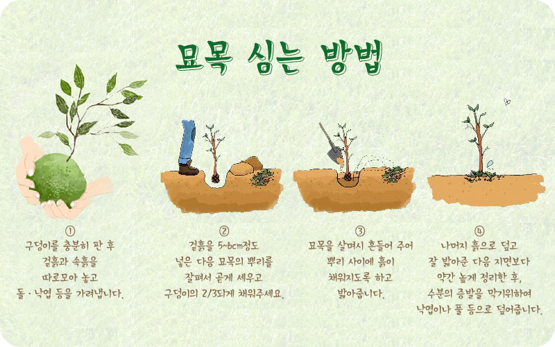 묘목심는방법12