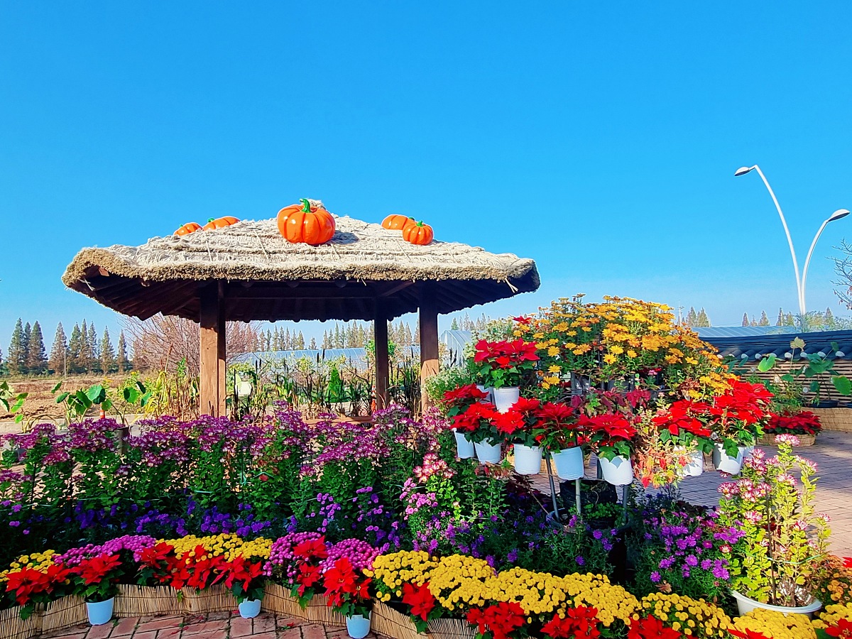 2024 인천 계양 아라온 가을꽃 전시회&amp;#44; 국화 축제(~11.10.): 야경&amp;#44; 아라뱃길&amp;#44; 전통놀이 체험