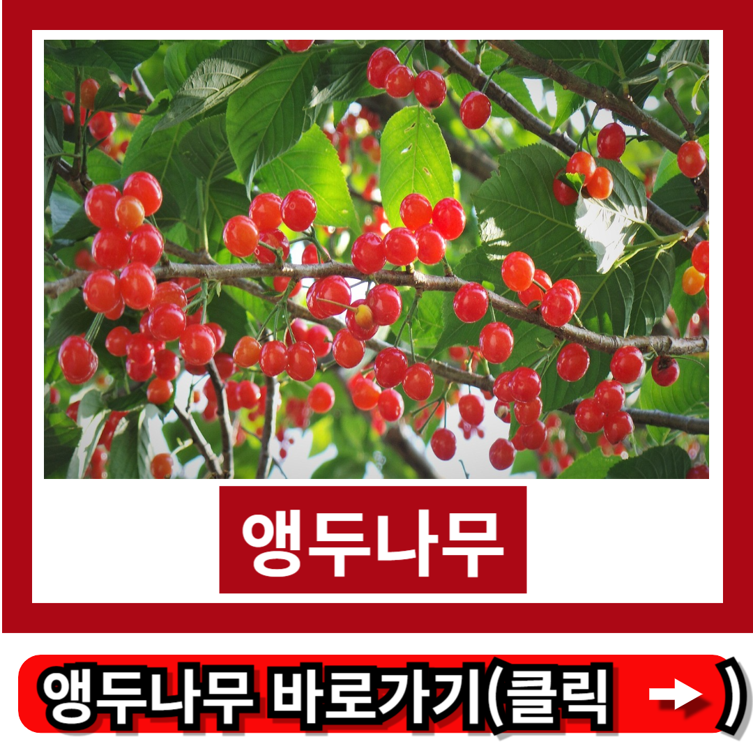 앵두나무