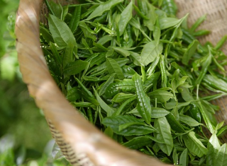 글루타치온 많이든 음식 48