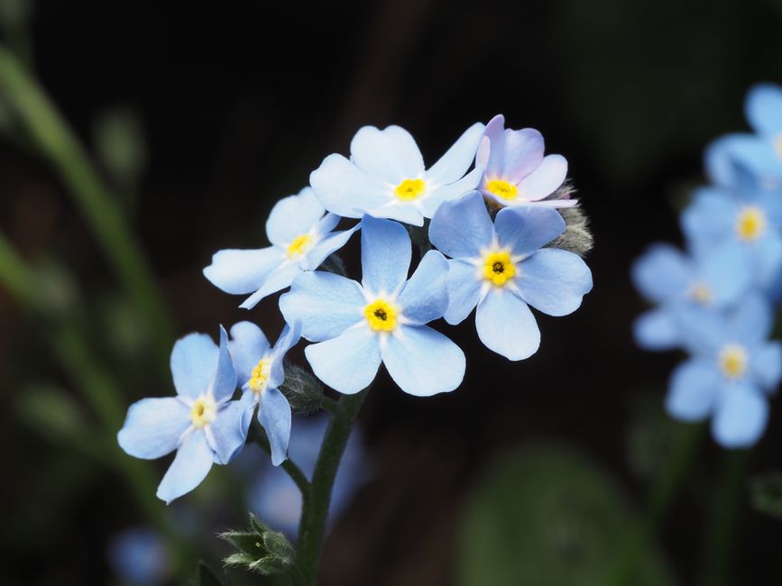 Beautiful macro shot of blue Forget-Me-Not flowers showing vivid details and color.