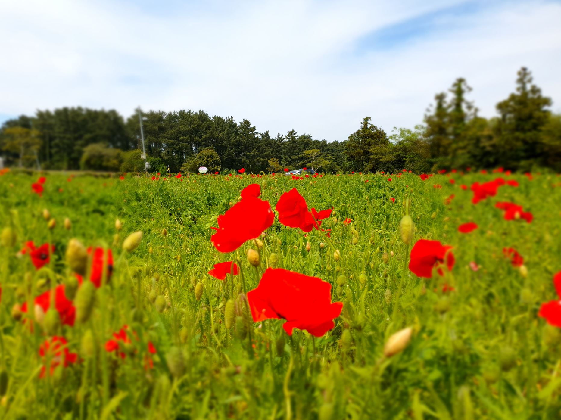 제주 항파두리 항몽유적지 양귀비 꽃밭 나홀로나무