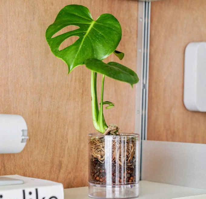 욕실 공기 정화 끝판왕! 키우기 쉬운 수경식물 BEST 8 공개!