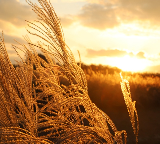 10월 가을축제 추천! 서울억새축제