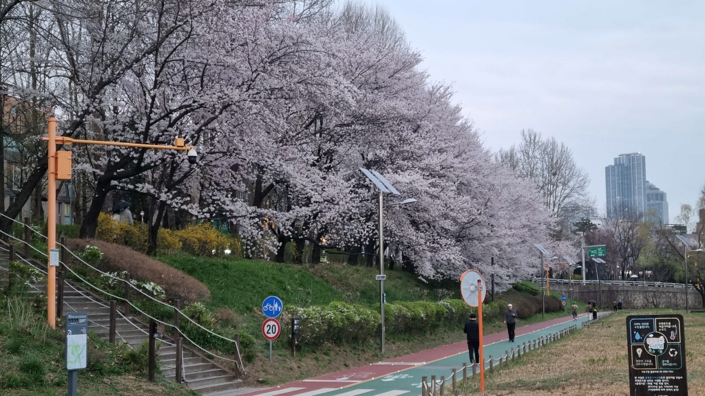 양재천벚꽃축제